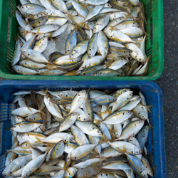 Cá chỉ vàng - Nguyên Liệu Thức Ăn Chăn Nuôi Thuận Thành - Công Ty TNHH Thương Mại Dịch Vụ XNK Thuận Thành